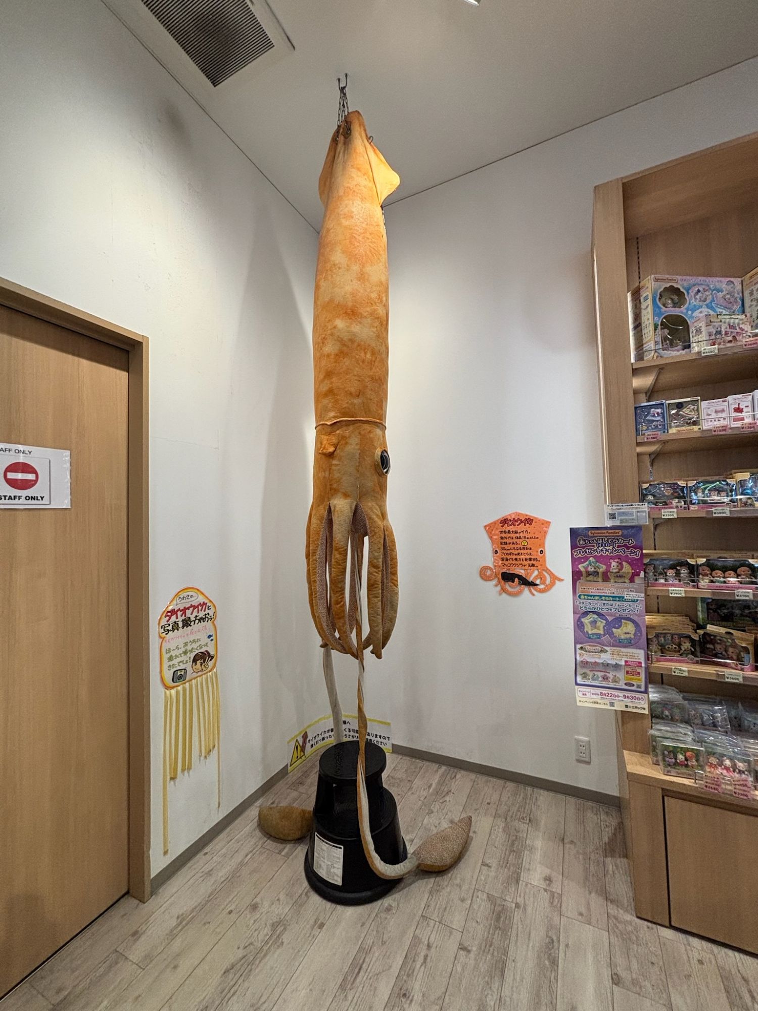お土産屋さんのダイオウイカ